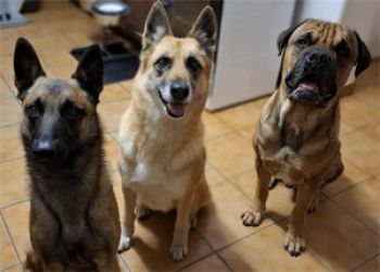 Avis client de Cécile T. pour du pet sitting