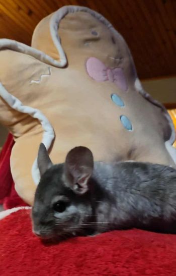 Avis client de Aurelie J. pour du pet sitting