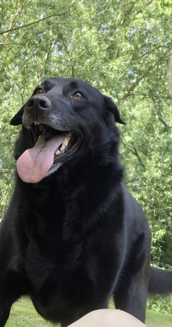 Avis client de Isabelle L. pour du pet sitting