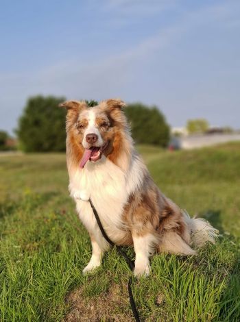 Avis client de Daniel. F pour du pet sitting