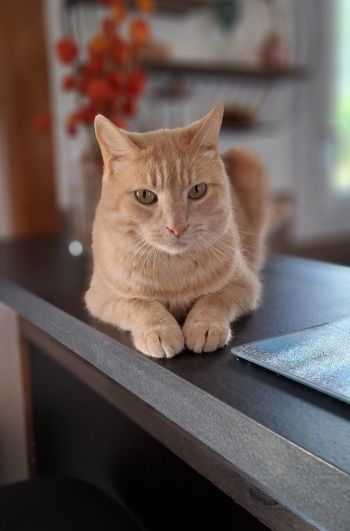 Avis client de Vianay. S pour du pet sitting