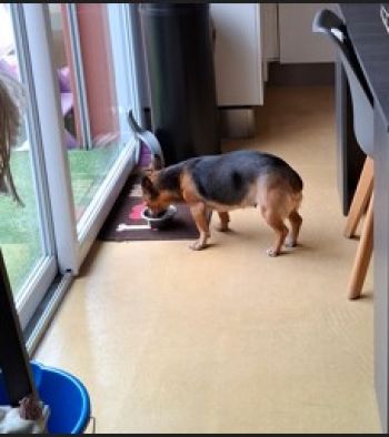 Avis client de Laure. B pour du pet sitting