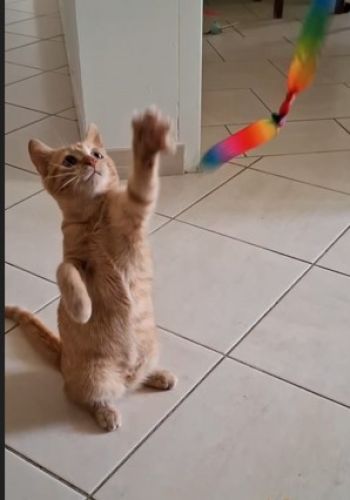 Avis client de Océane. P pour du pet sitting