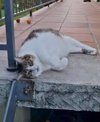 Avis client de Béatrice. M pour du pet sitting