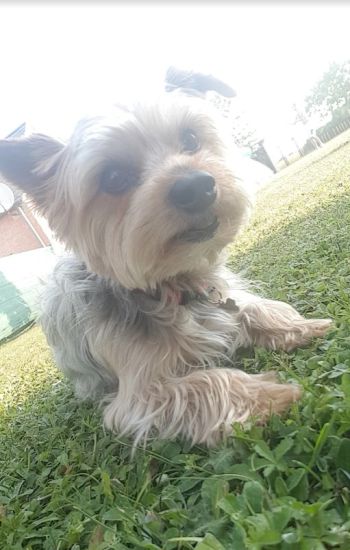 Avis client de Jess. Cm pour du pet sitting