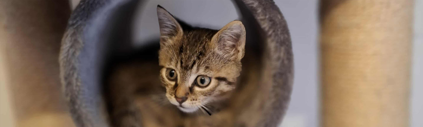 Contactez le Trèfle des Pattounes, pet sitting et médiation animale