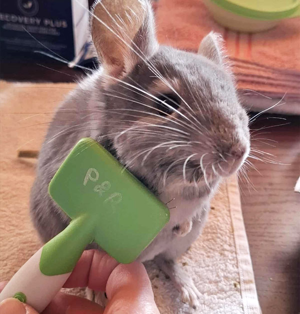 Pet sitting pour votre NAC, ici un chinchilla